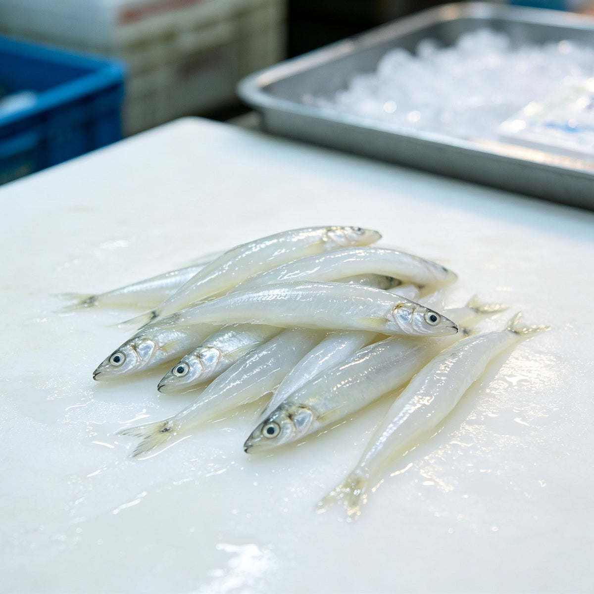 Fresh Silver Whitebait Fish Delicacy